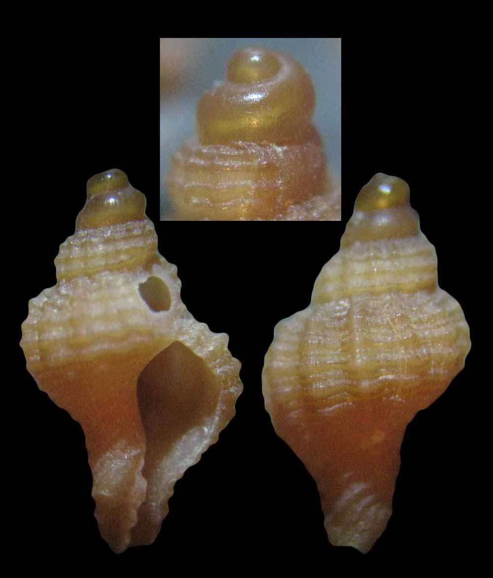 Muricidae giovanile