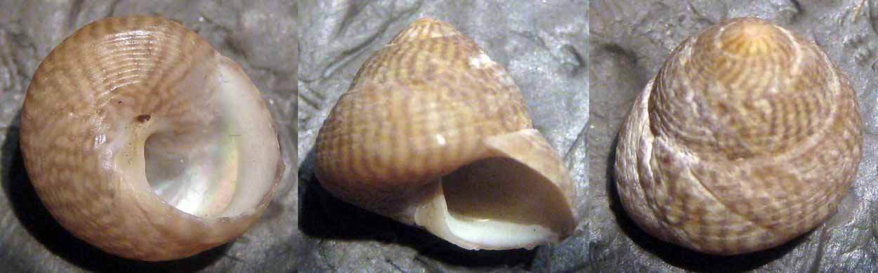 Gibbula