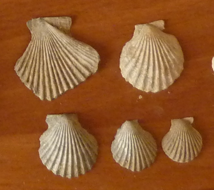 Aequipecten opercularis ?