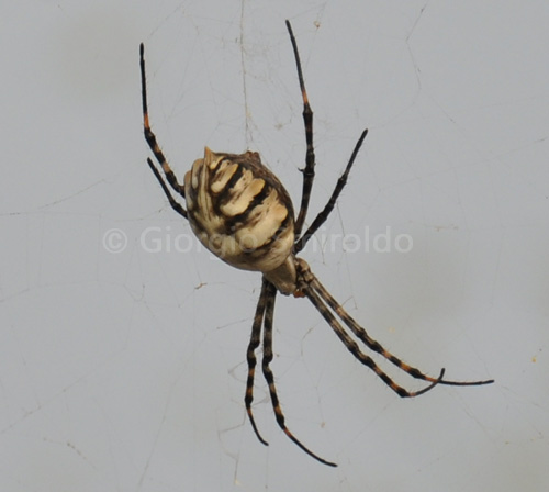 Argiope lobata