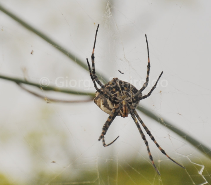 Argiope lobata