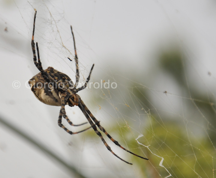 Argiope lobata