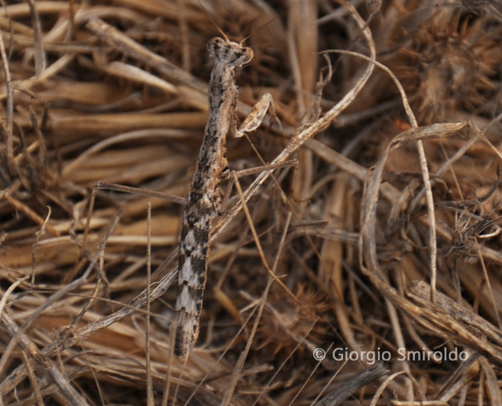 Geomantis larvoides?