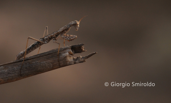 Geomantis larvoides?