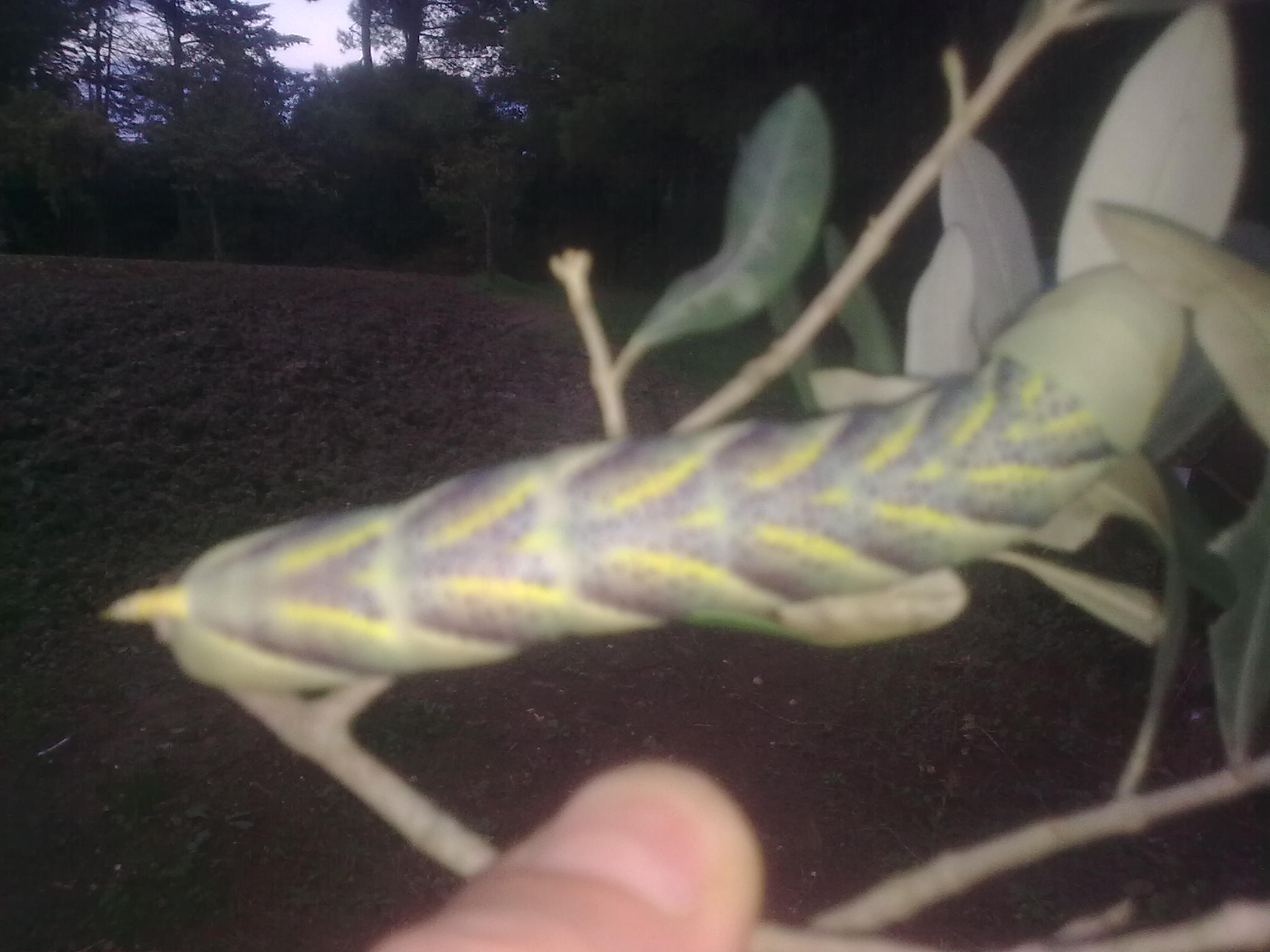 classificazione bruco verde con cornetto giallo