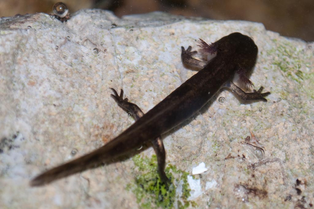 Riconoscimento - Salamandra salamandra