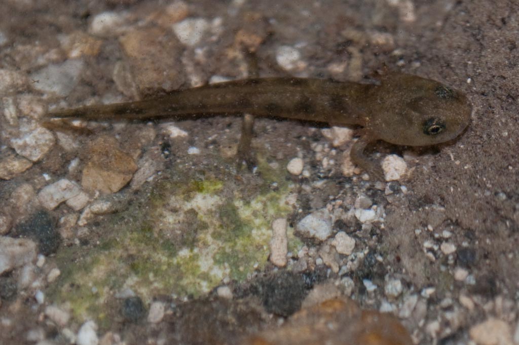 Riconoscimento - Salamandra salamandra