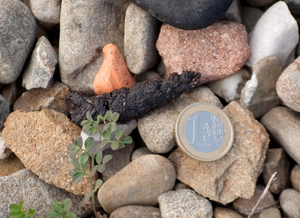 Impronte Varie Riccio Natura Mediterraneo Forum Naturalistico