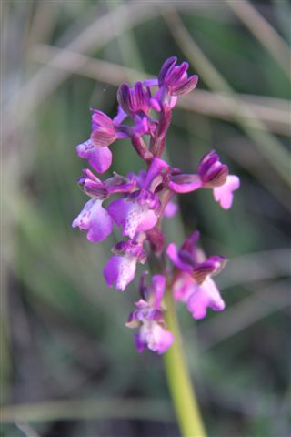 Orchidee a Matera e dintorni