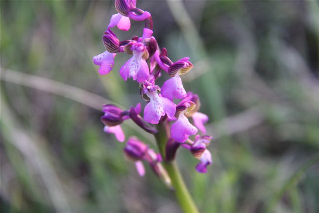 Orchidee a Matera e dintorni