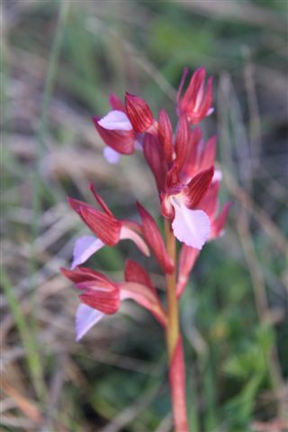 Orchidee a Matera e dintorni