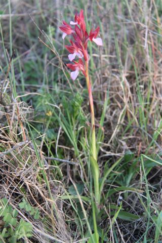 Orchidee a Matera e dintorni