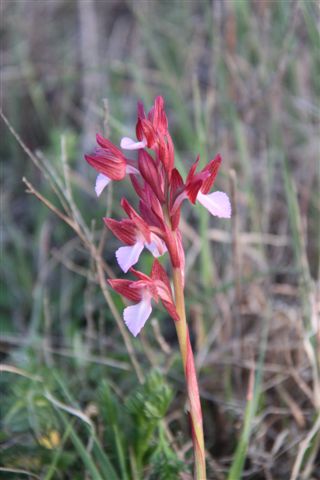 Orchidee a Matera e dintorni