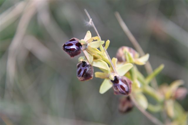 Orchidee a Matera e dintorni