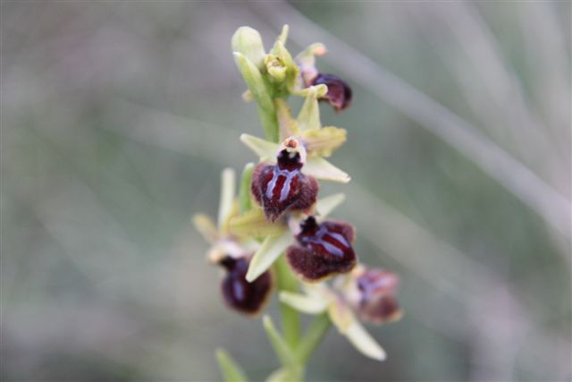 Orchidee a Matera e dintorni