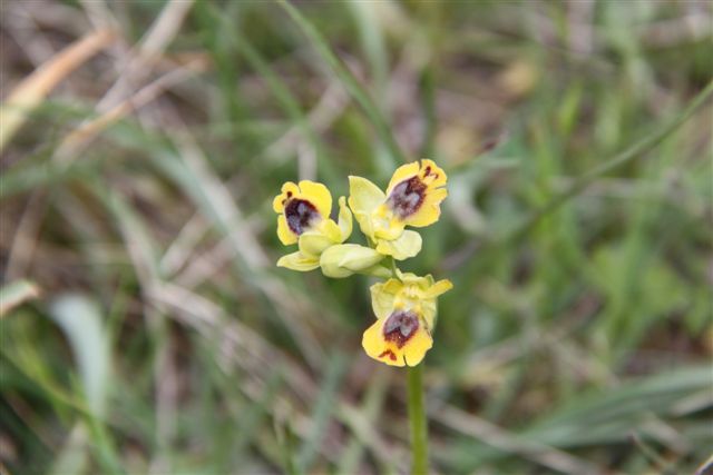 Orchidee a Matera e dintorni