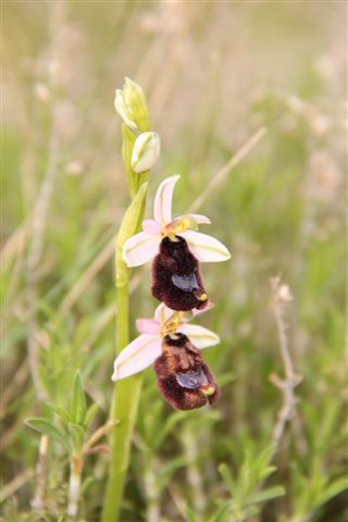 Orchidee a Matera e dintorni