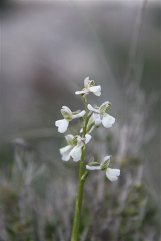 Orchidee a Matera e dintorni