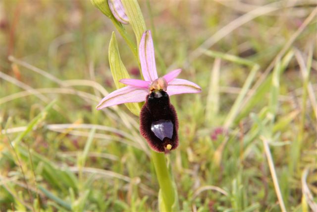 Orchidee a Matera e dintorni