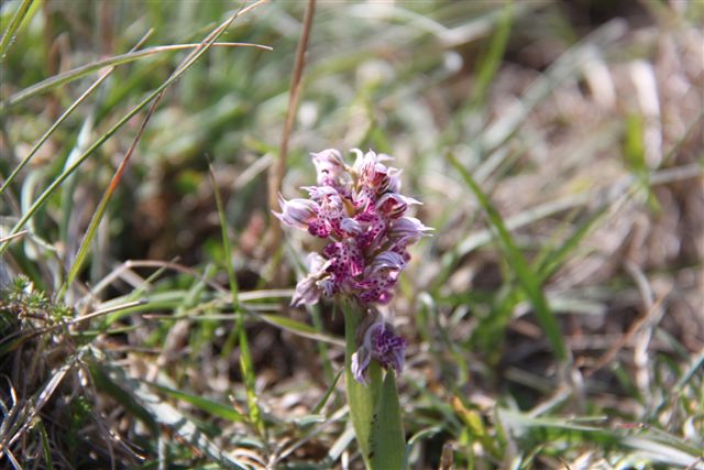 Orchidee a Matera e dintorni