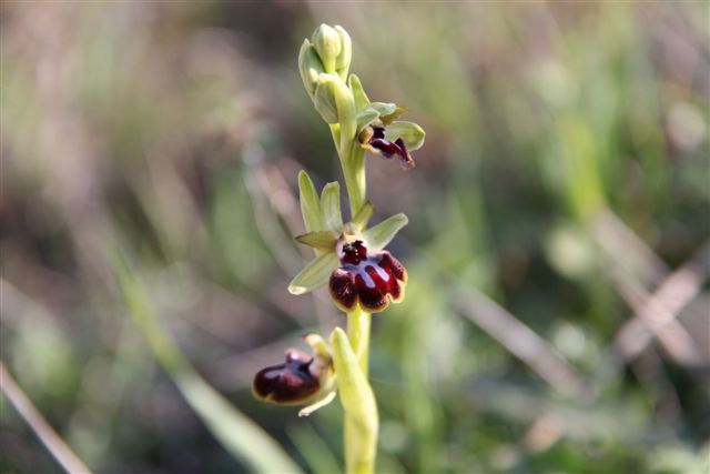 Orchidee a Matera e dintorni