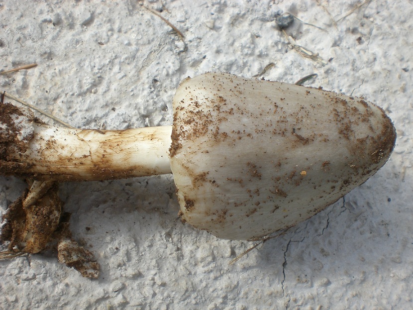 Funghi di campagna vicino Roma(Volvariella sp.)