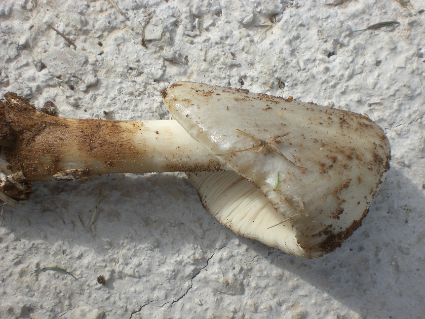 Funghi di campagna vicino Roma(Volvariella sp.)