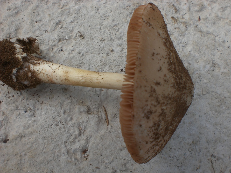 Funghi di campagna vicino Roma(Volvariella sp.)