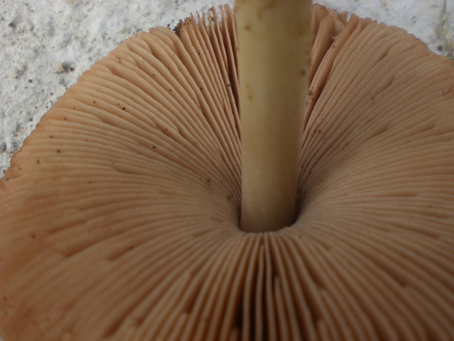 Funghi di campagna vicino Roma(Volvariella sp.)