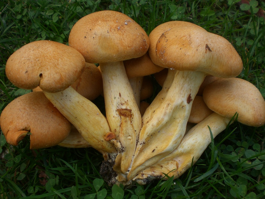 Funghi di campagna vicino Roma 2