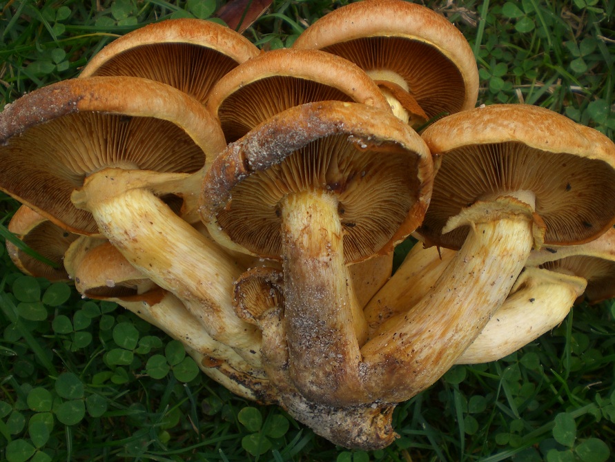 Funghi di campagna vicino Roma 2