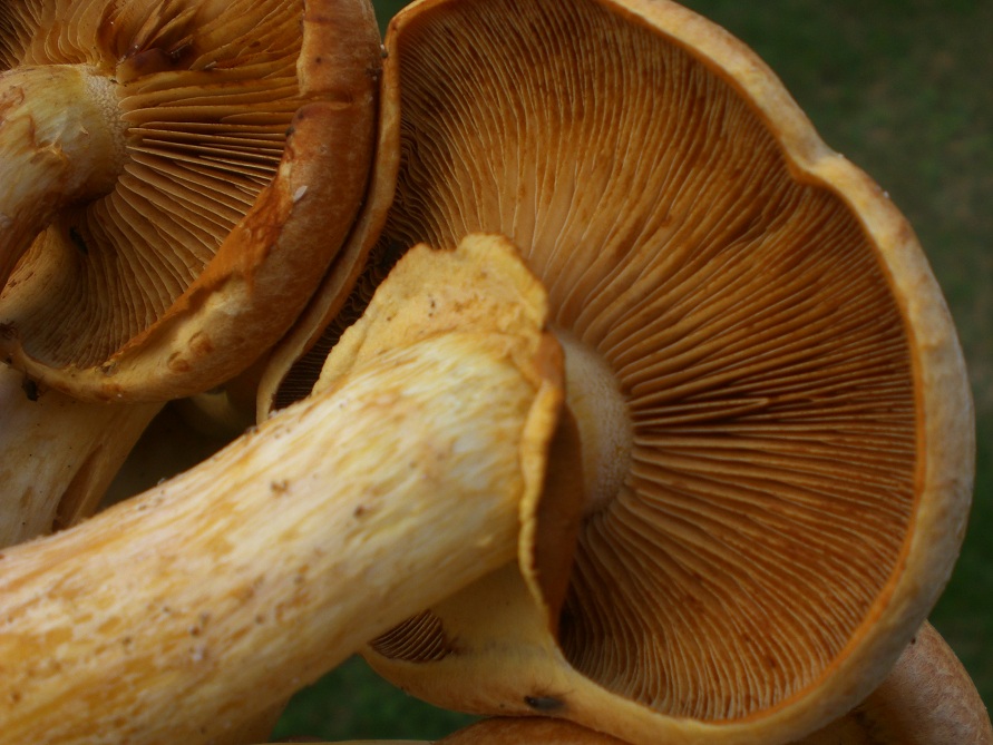 Funghi di campagna vicino Roma 2