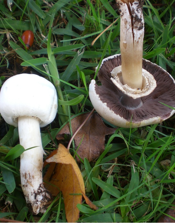 Agaricus xanthodermus