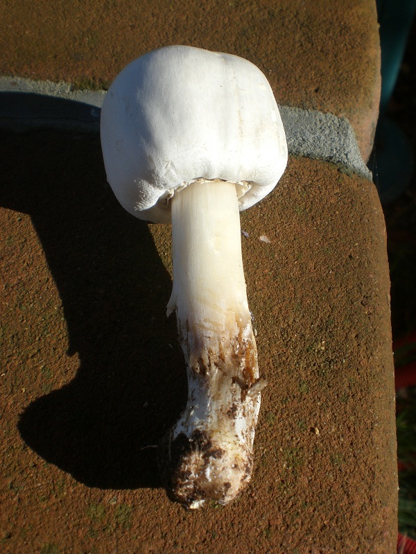 Agaricus xanthodermus