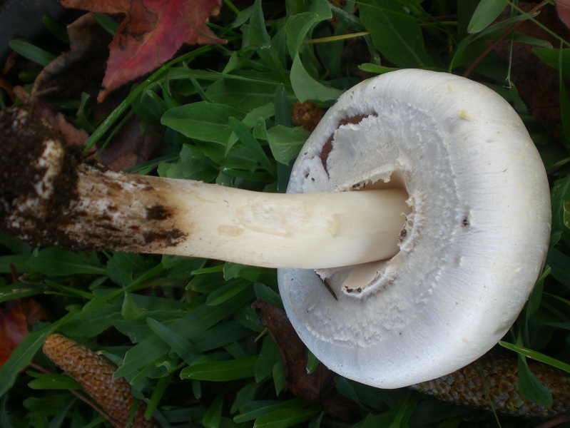 Agaricus xanthodermus