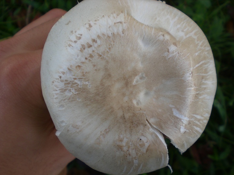 Agaricus xanthodermus