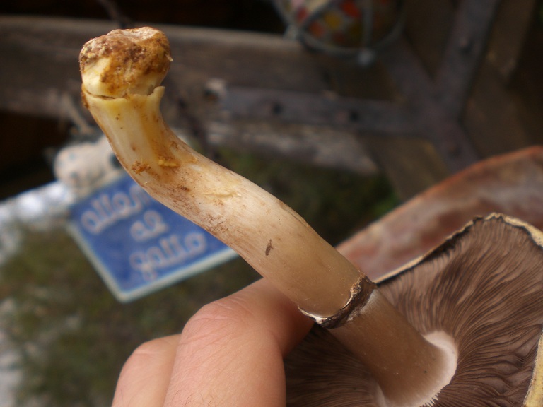 Agaricus xanthodermus