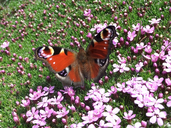 Di che farfalla si tratta?  Aglais io