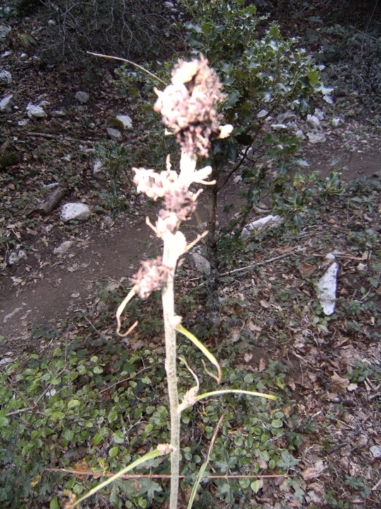 Veratro? .-  Veratrum nigrum