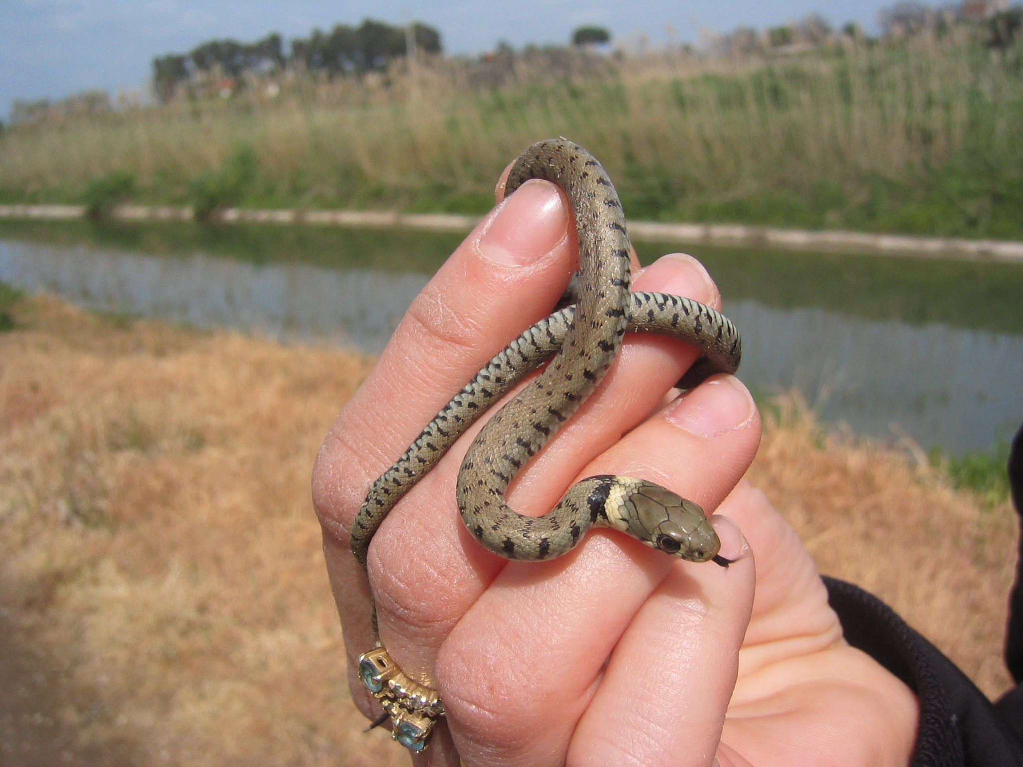 in cerca di serpenti