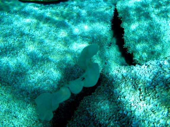 ovatura del nudibranco Tethys fimbria