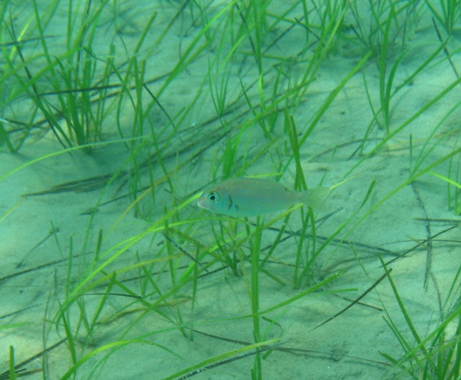 juvenile Pagrus pagrus