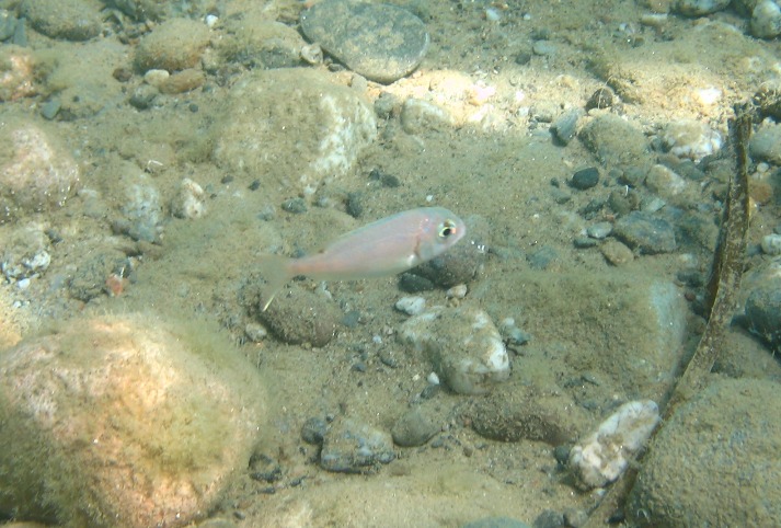 juvenile Pagrus pagrus