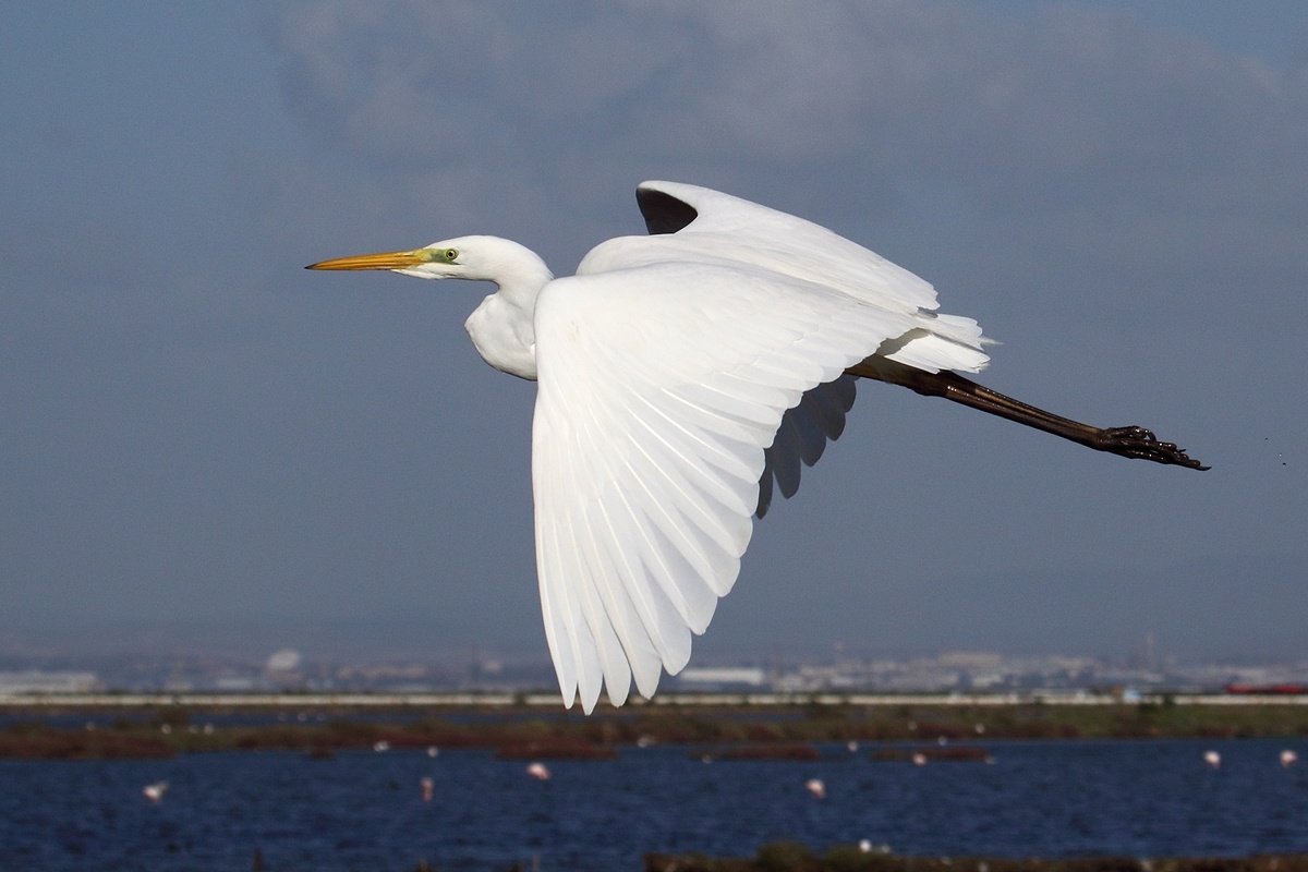 Airone bianco maggiore