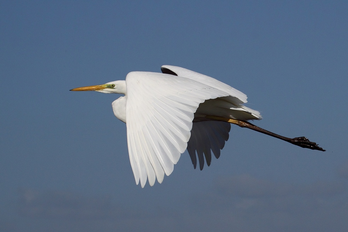 Airone bianco maggiore