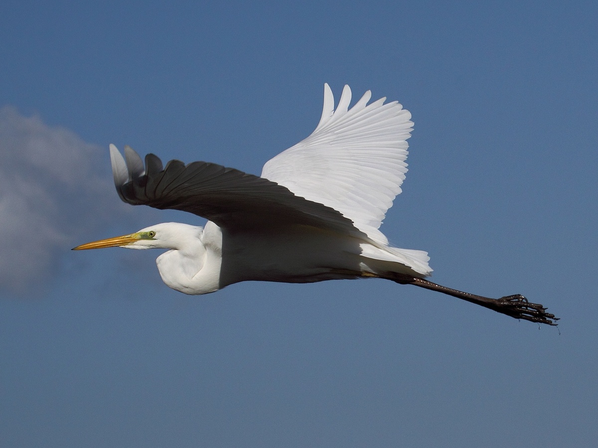 Airone bianco maggiore