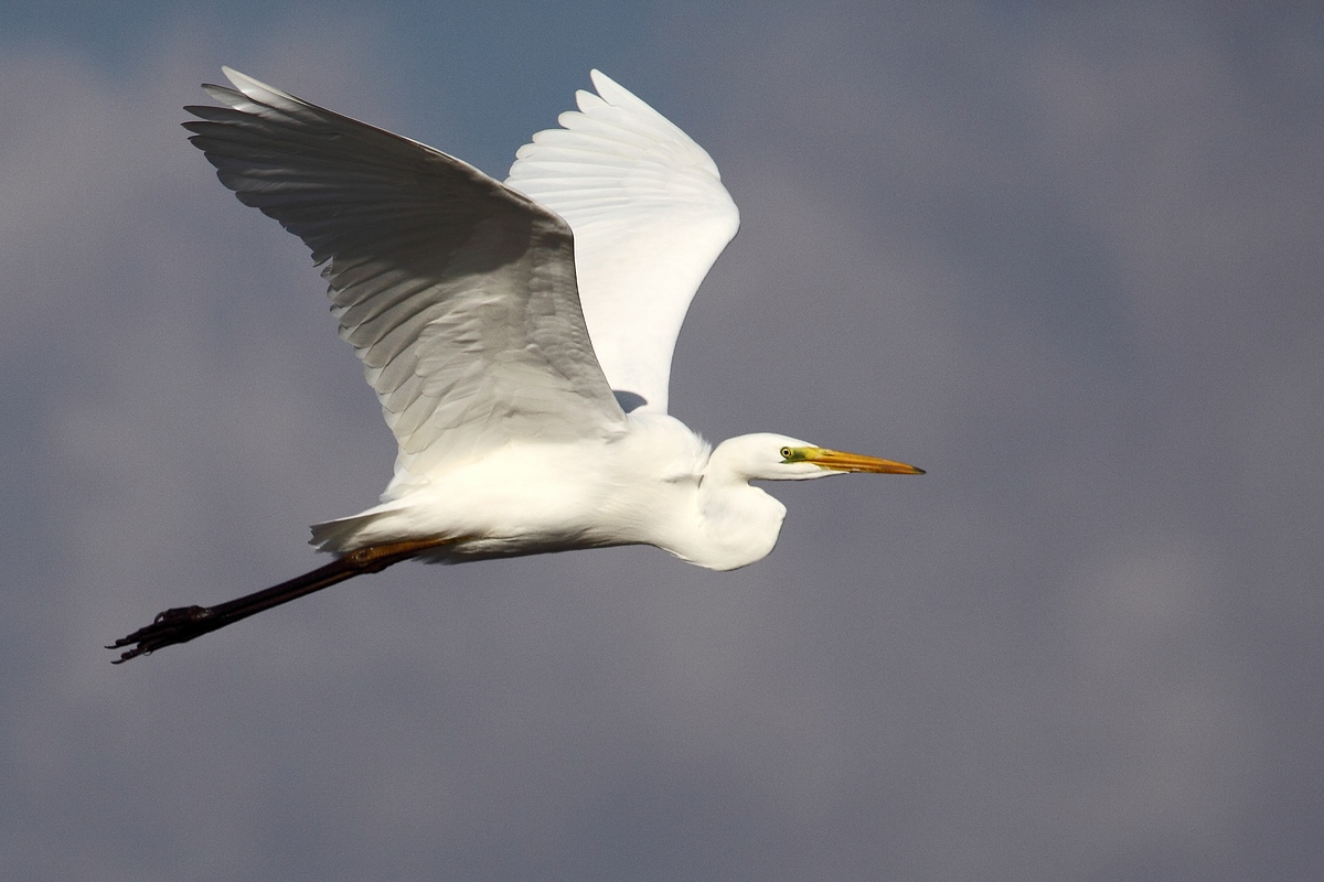 Airone bianco maggiore in volo