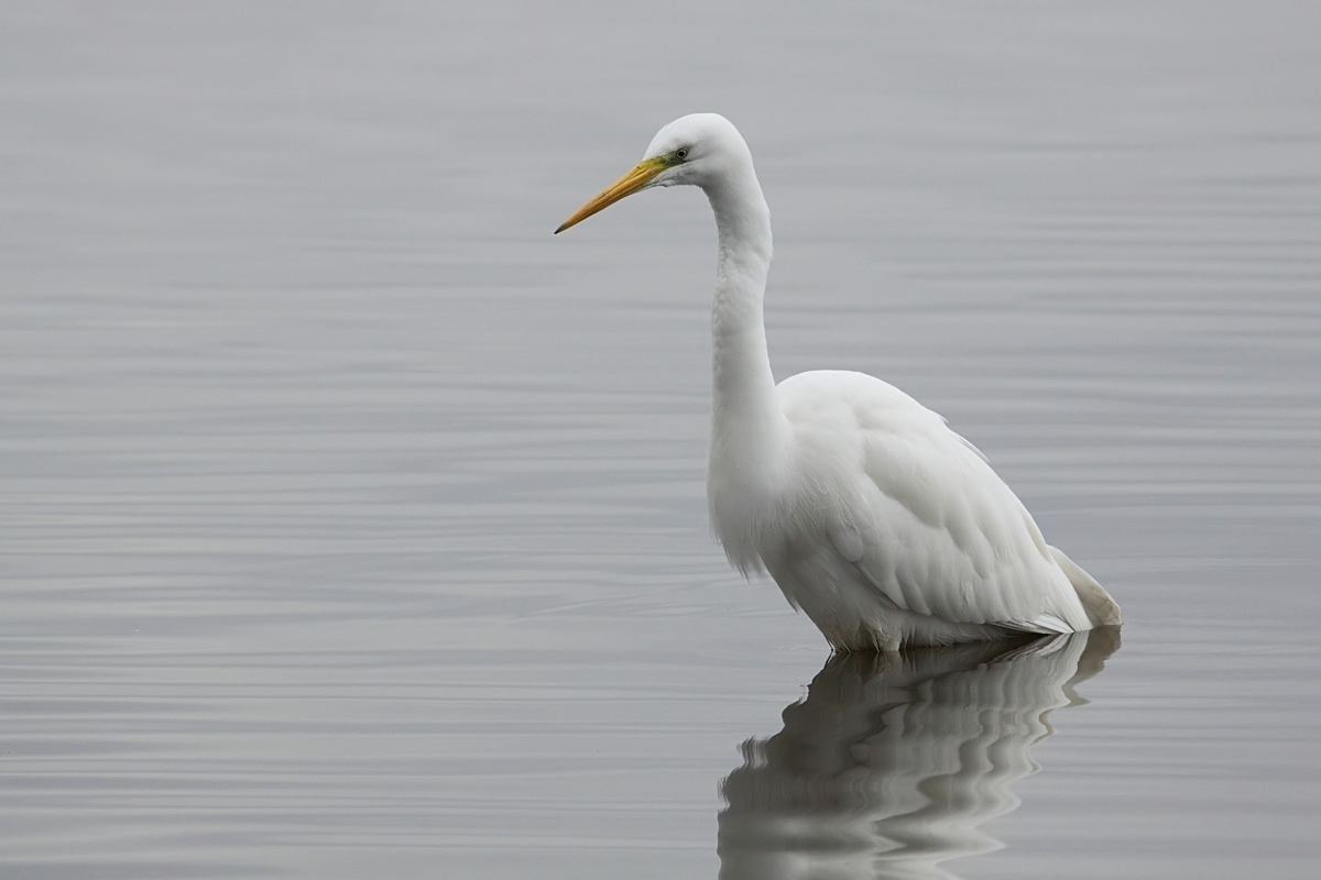 Airone bianco maggiore