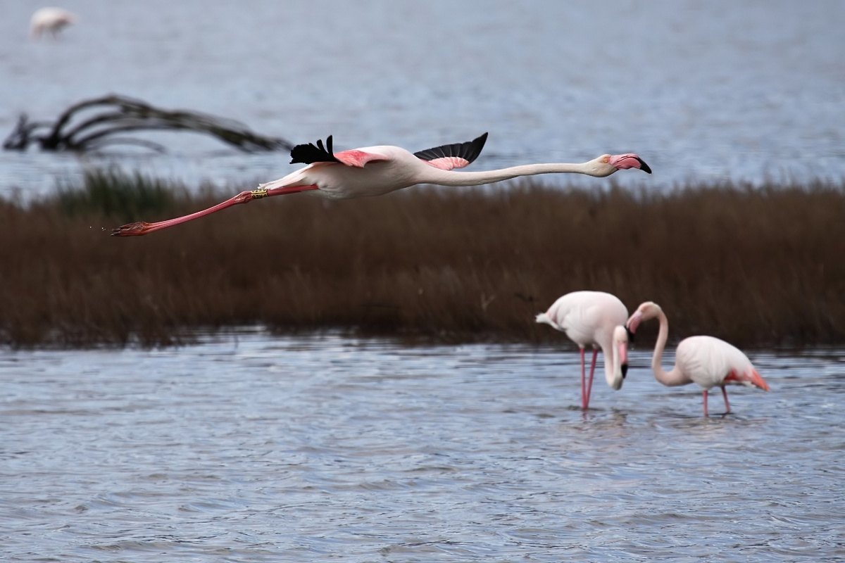 Volo BKZB per Macchiareddu