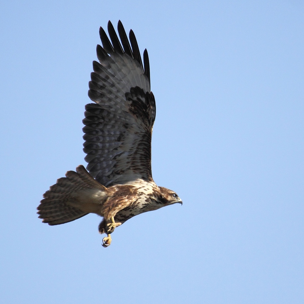 Rapace da identificare